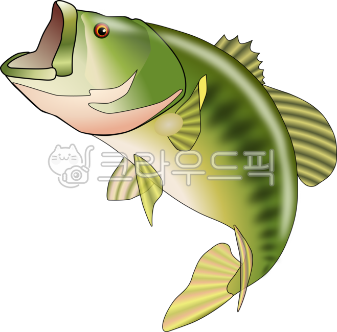 Bass,Largemouth Bass,Lure Fishing,Fish,Fish Species,Freshwater Fish,River,Fishing,Nature,Aquatic Life,Fish Species,Food Chain,Nature Observation,Fish Encyclopedia,Seafood,Fishing Illustration,Catch,River Organisms,Aquatic Animals,Fins,