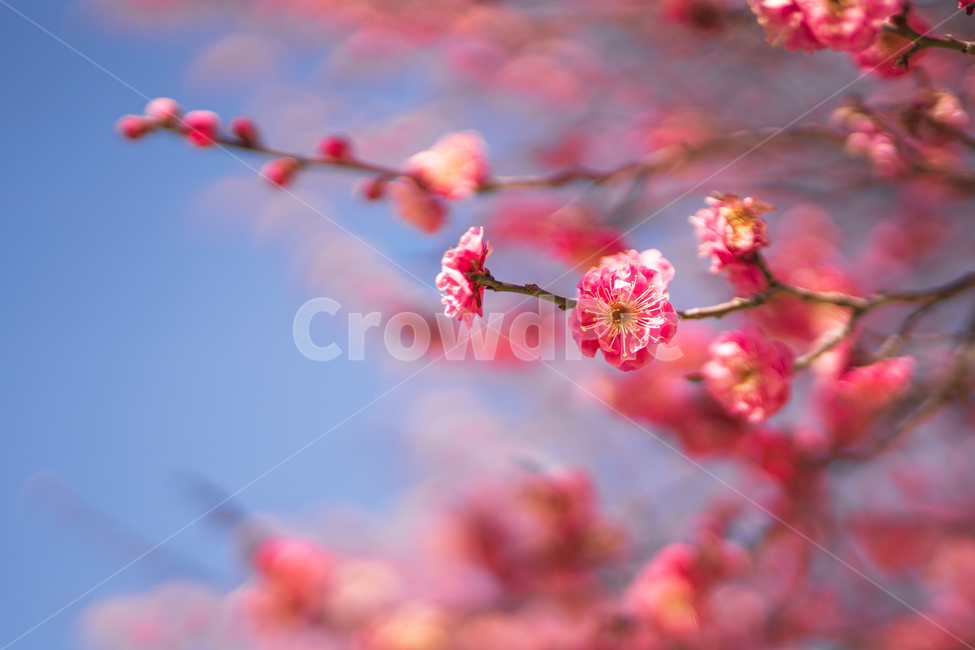 꽃,봄꽃,홍매화,자연,계절,flower,봄,계절,spring,season,식물,자연,plants,nature,꽃,flower,plant,blossom