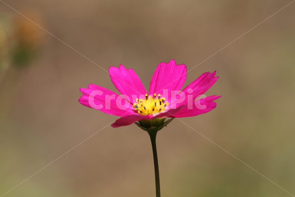 코스모스,꽃,식물,가을꽃,cosmos,가을,계절,fall,autumn,season,식물,자연,plants,nature,꽃,flower,plant