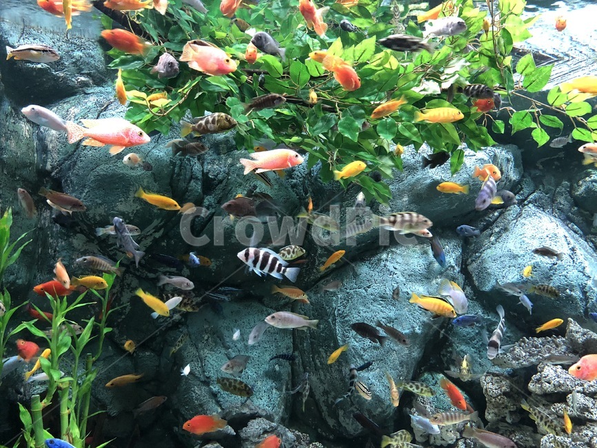 물고기,수족관,아쿠아리움,aquarium,알록달록,fish,동물,animal,어류,물고기,fish