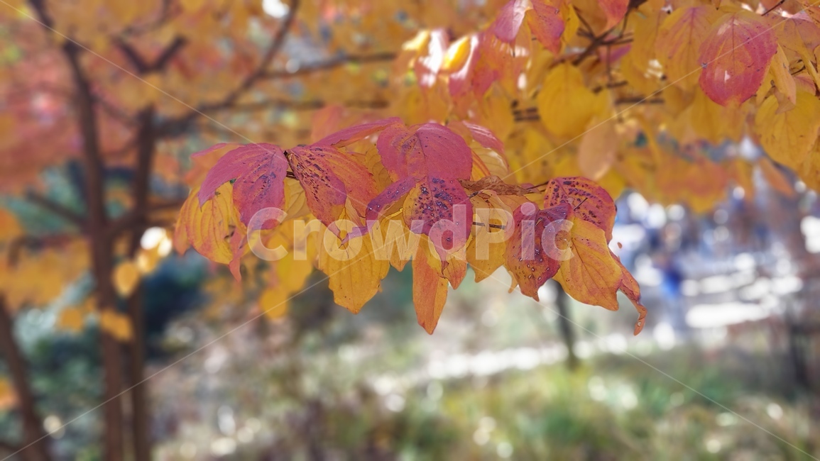 가을,단풍,나무,tree,잎,leaf,가을,계절,fall,autumn,season,plant,식물,maple