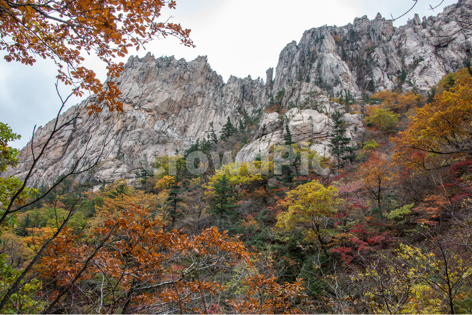 설악산,국립공원,가을,단풍,무너미고개,신선대,가을,계절,fall,autumn,season,자연,풍경,nature,landscape,한국자연풍경,한국자연경관,korea nature landscape,tree,나무,plant,식물,fir,전나무