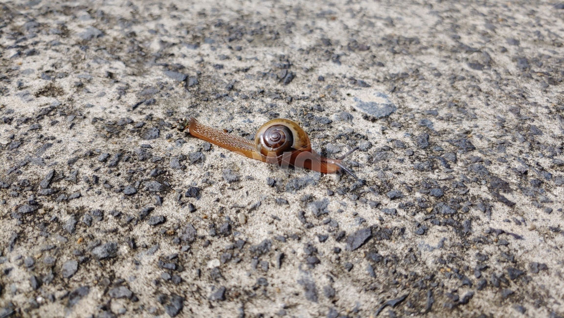 달팽이,snail,caracol,улитка,蝸牛
