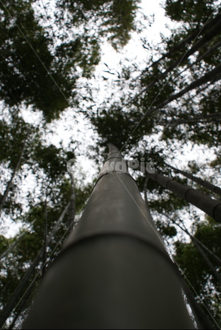 담양,대나무,힐링,나무,숲,식물,자연,plants,nature