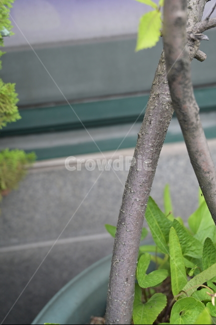 나무,잎,흙,자연,힐링