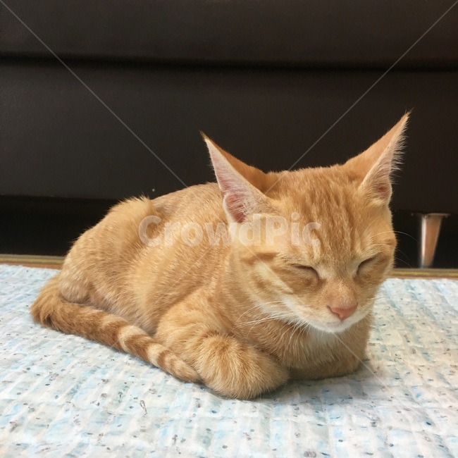 고양이,잠자는고양이,코리아숏헤어,코숏,식빵자세,노란고양이,치즈코숏,캣초딩,아깽이,길고양이,cat,반려묘,반려동물,animal,동물,animal,포유류,mammal,고양이,cat,kitten,kitty