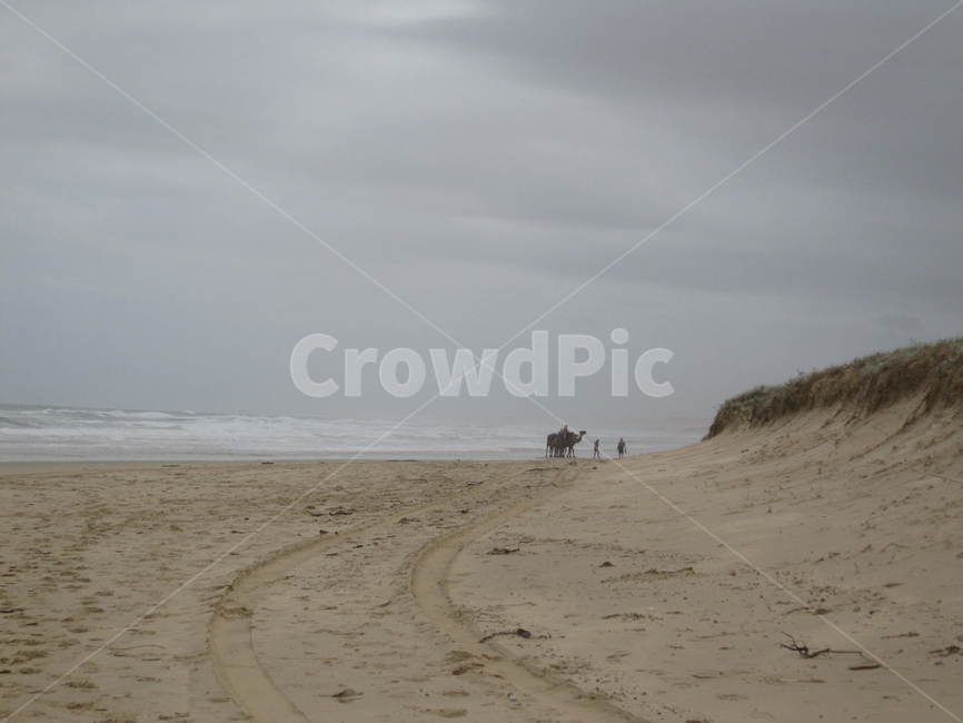 sand,모래,흙,soil,낙타,자연,풍경,nature,landscape