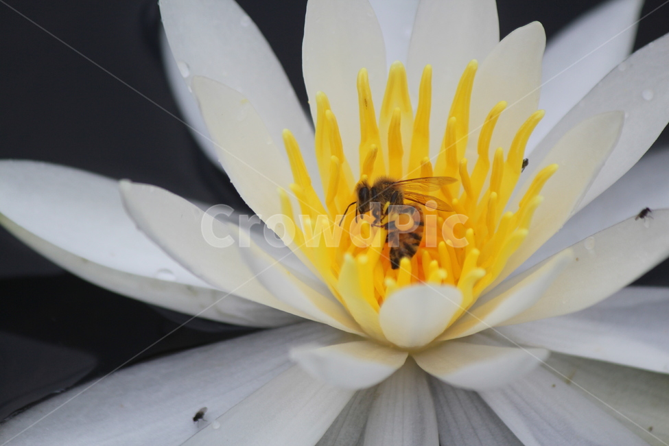 감성,공존,노랑,연꽃,꿀벌,상생,식물,자연,plants,nature,꽃,flower,동물,animal,곤충,벌레,insect,bug