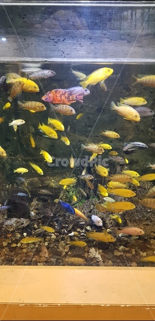 수족관,물고기,열대어,동물원,바다,노랑,동물,animal,어류,물고기,fish