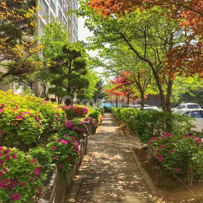 봄,가을,아파트,나무,꽃,길,꽃길,산책,산책로,outdoors,옥외,garden,정원,arbour,정자