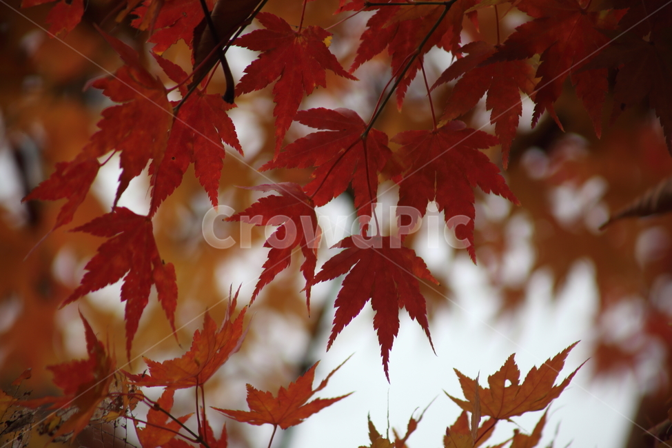 단풍,단풍나무,엽록소,가을,redleaves,가을,계절,fall,autumn,season,식물,자연,plants,nature,plant,leaf,잎,tree,나무,maple