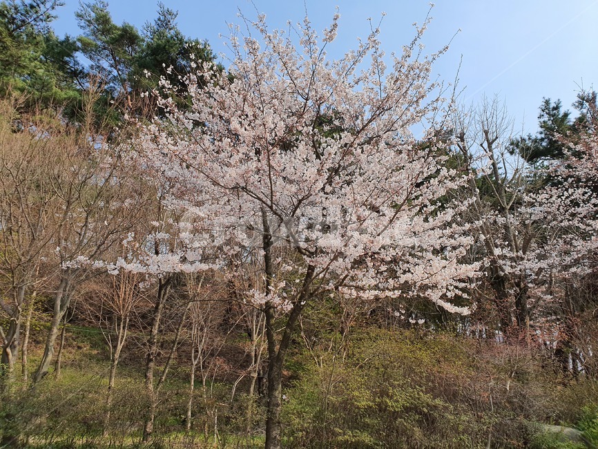 벚꽃,벚나무,예쁜,꽃핀나무,식물