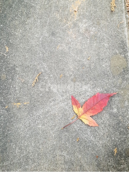 가을,낙엽,단풍,maple,감성,가을,계절,fall,autumn,season,leaf,잎,plant,식물,tree,나무