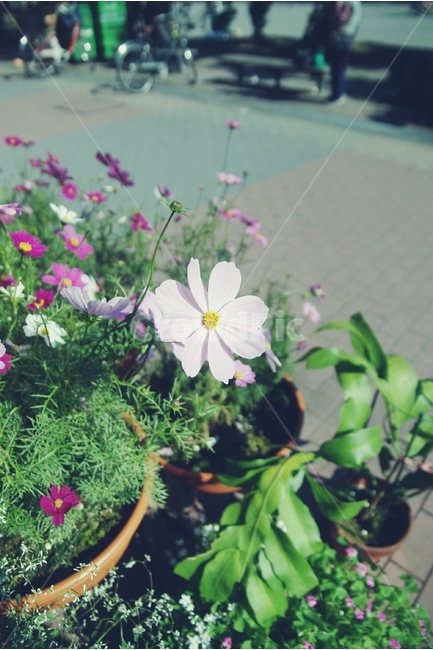 꽃,코스모스,마을,길,꽃길,flower,cosmos,town,road,가을,계절,fall,autumn,season,식물,자연,plants,nature,꽃,flower,geranium,제라늄,blossom,plant,pottery,도기류,vase,병 장식,jar,항아리,potted plant,화분