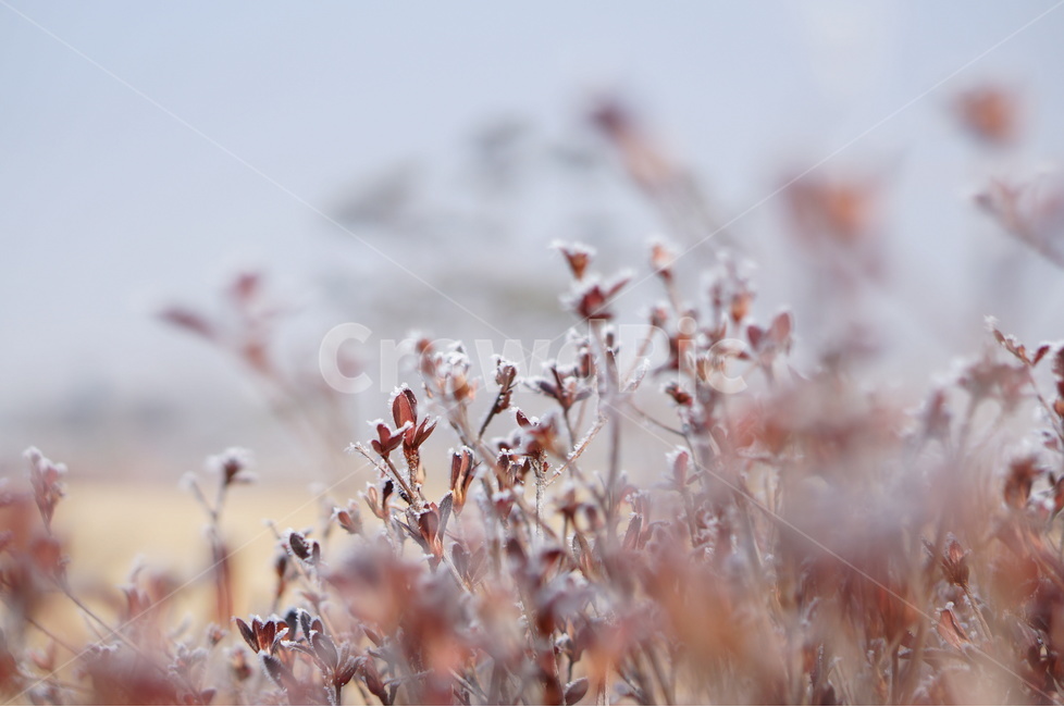 설경,눈,풍경,겨울,자연,겨울,계절,winter,season,식물,자연,plants,nature