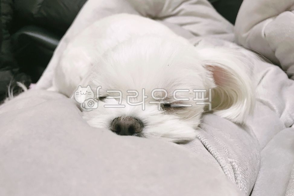 말티즈,강아지,낮잠,개,dog,mammal,pet,animal,포유류,sleep,naps,강아지코,애완동물,동물,낮잠자는강아지,잠자는강아지,귀여운강아지,puppy