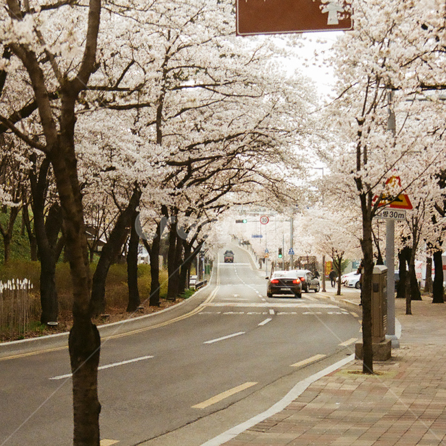 봄,벚꽃,cherryblossom,blossom,flowers,풍경,봄꽃,벚나무,계절,spring,season,식물,자연,plants,nature,꽃,꽃길,flower,나무,trees,wood,plant,감성,감성사진,빈티지,아날로그,필름,필름사진,필름카메라,film,filmcamera,sensible,feeling,아스팔트,road,도로,표지판,신호등,봄,계절,spring,season