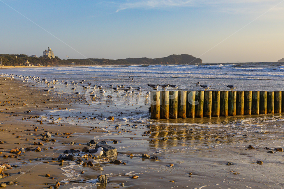 바다,파도,수평선,하늘,갈매기,blue,sea,sky,water,sand,coastline,waves,seagull