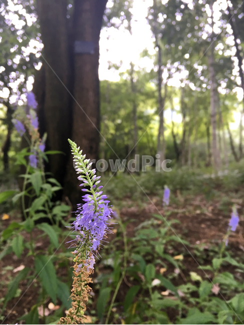 봄,꽃,자연,풍경,계절,식물,나무,식물,자연,plants,nature