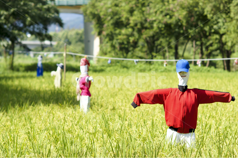 허수아비,여름,벼,벼이삭,농작물,논,시골,마을,풍경,landscape,country,rural,town,산업,industry,industrial,농업,농사,agriculture,farming,farming industry