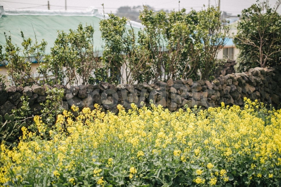 제주,제주도,유채꽃,재주도유채꽃,JEJU,JEJUDO,자연,풍경,nature,landscape,감성,sensible,feeling,제주도,jeju,jeju island