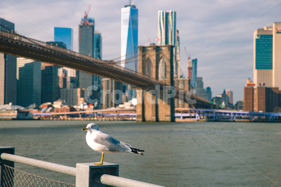 america,american,bridge,brooklyn,building,city,cityscape,downtown,landmark,manhattan,newyork,ny,nyc,river,tourism,urban,usa,water,미국,뉴욕,맨하탄,브룩클린,브릿지,다리,대교,강,빌딩숲,빌딩,건물,도시,중심지,해외,외국,세계,foreign,oversea,world,세계도시풍경,해외도시풍경,외국도시풍경,world cityscape,동물,animal,조류,새,birds