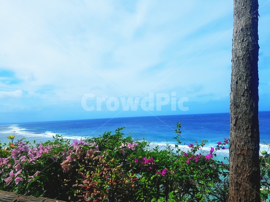 바다,나무,파도,하늘,구름,ses,tree,sky,꽃,flower,clouds,waves,자연,풍경,nature,landscape,summer,여름