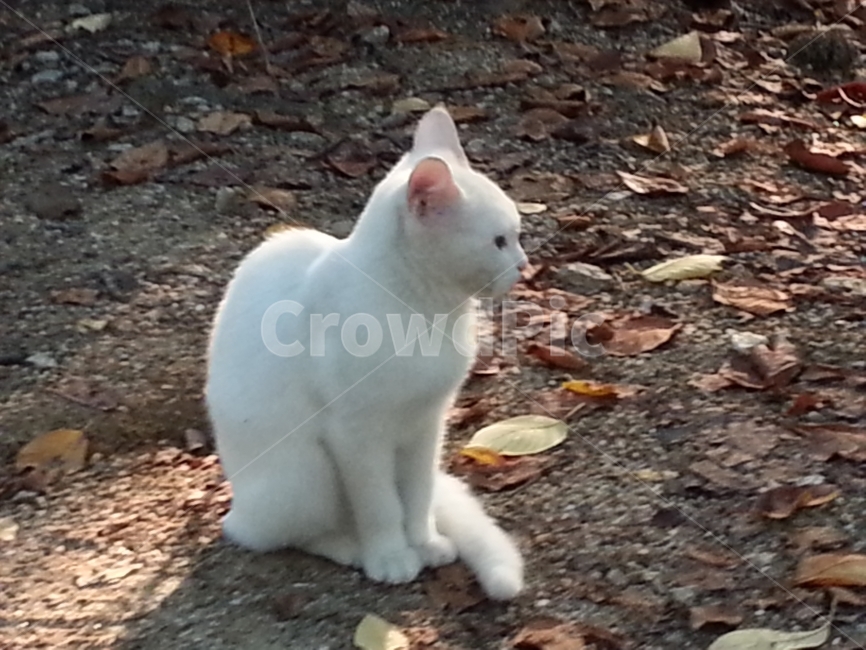 고양이,하얀,귀여운,페르시안,세련된,동물,animal,포유류,mammal,고양이,cat,kitten,kitty