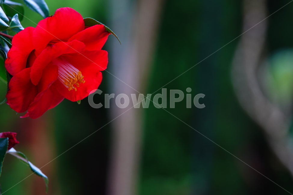 동백,수목원,식물원,꽃,레드,온실,flower
