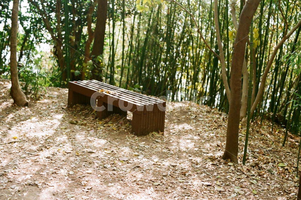 대나무숲,쉼,벤치,산책,힐링,휴식,쉼터,proimage100,film,필름,식물,자연,plants,nature,나무,trees,wood,휴식,힐링,rest,relaxation,healing