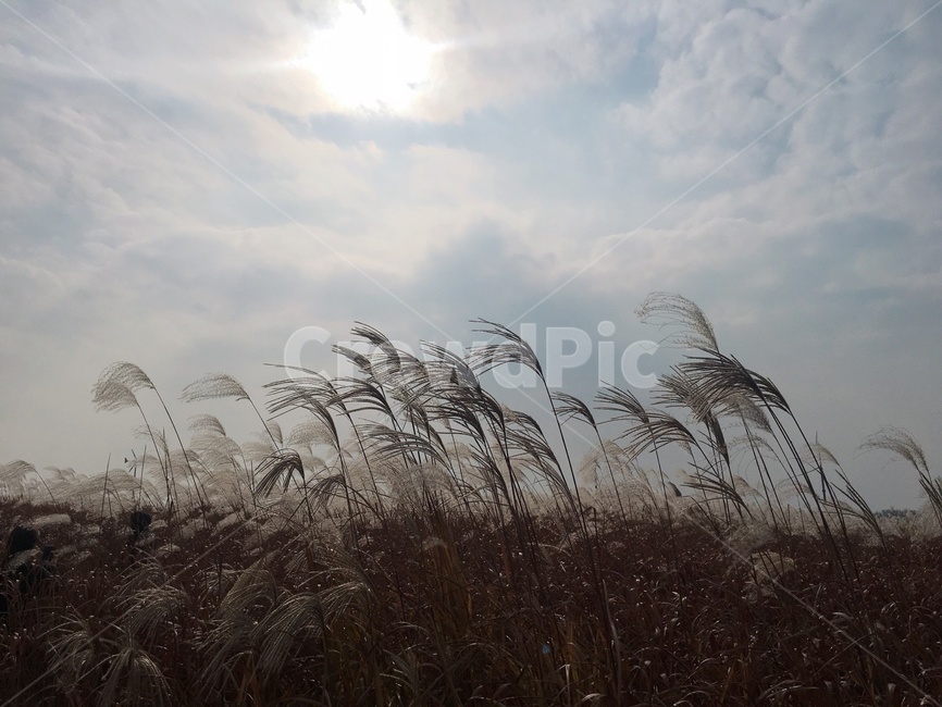 가을,갈대,억새,자연,풍경,쓸쓸한,해질녘,하늘공원,가을,계절,fall,autumn,season,plant,식물,grass,잔디,lawn,reed
