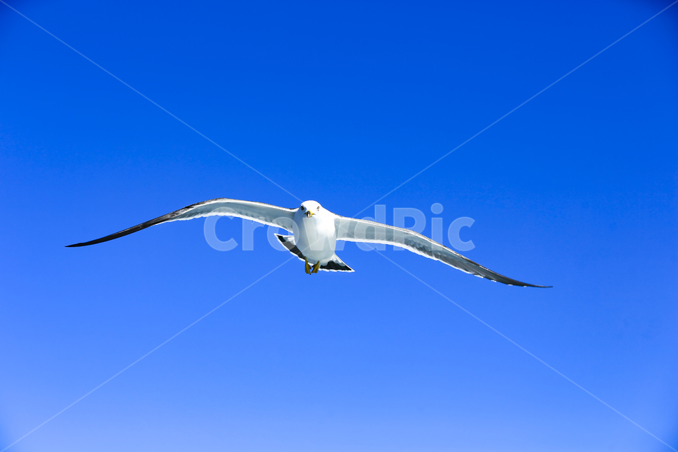 갈매기,조류,새,동물,날개,사냥,하늘,부리,bird,mewgull,commongull,부산갈매기,괭이갈매기,동물,animal,조류,새,birds