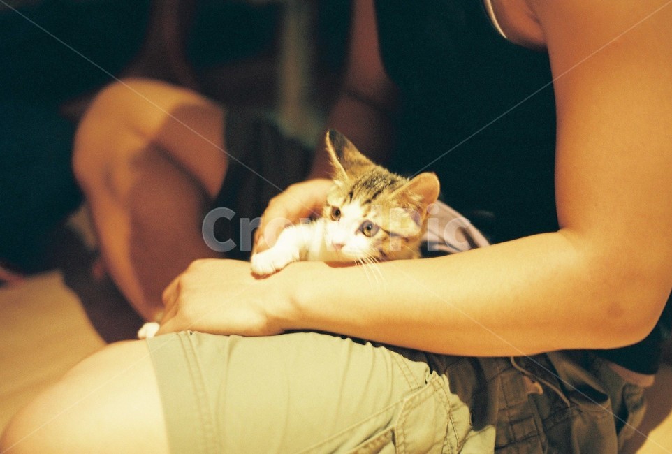 동물,고양이,아기고양이,animal,cat,kitty,cute,동물,animal,포유류,mammal,고양이,cat,kitten,kitty