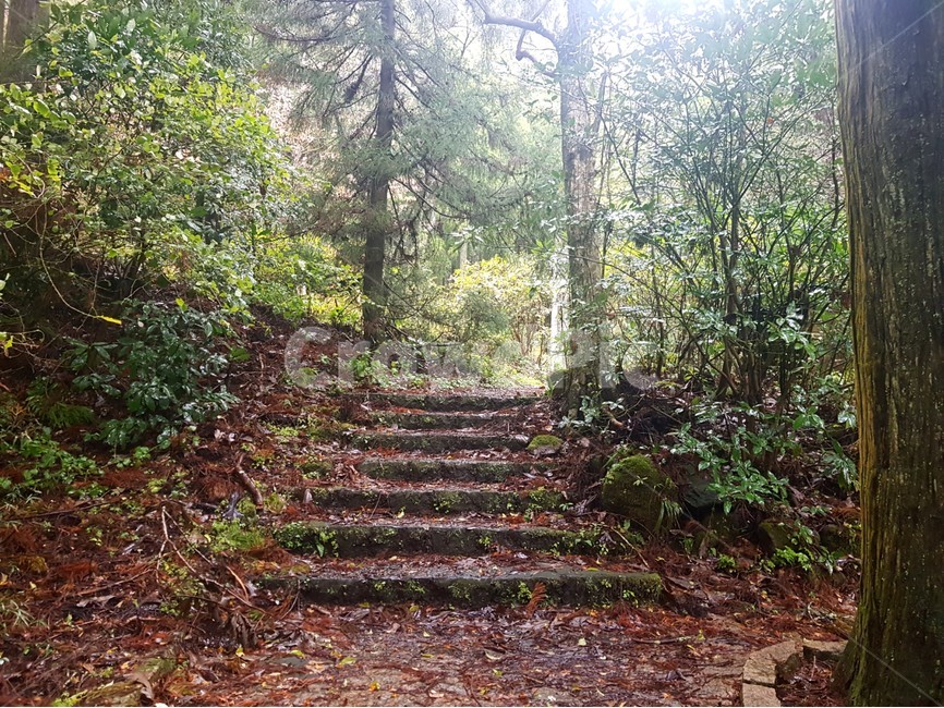 outdoors,옥외,계단,stairs,stone,돌,돌계단,나무,숲,shrine,forest,sunlight,햇빛,자연,풍경,nature,landscape