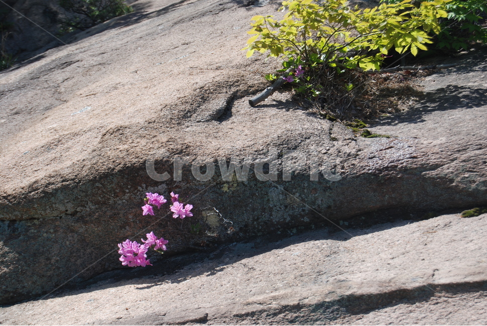 감암산,합천군,봄,바위,공원,식물,자연,plants,nature,꽃,flower