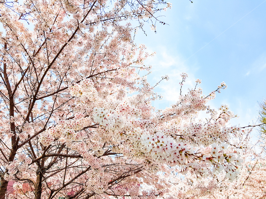 벗꽃,나무,꽃나무,plant,식물,flower,꽃