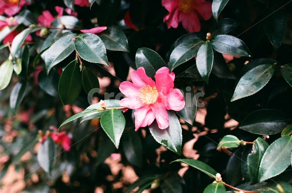 꽃,따뜻함,분홍,동백,겨울,식물,자연,plants,nature,꽃,flower