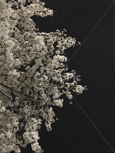 벚꽃,밤,하늘,밤하늘,배경,봄,계절,spring,season,야경,밤,풍경,nightscape,night,landscape,식물,자연,plants,nature,꽃,flower,plant,cherry blossom,blossom