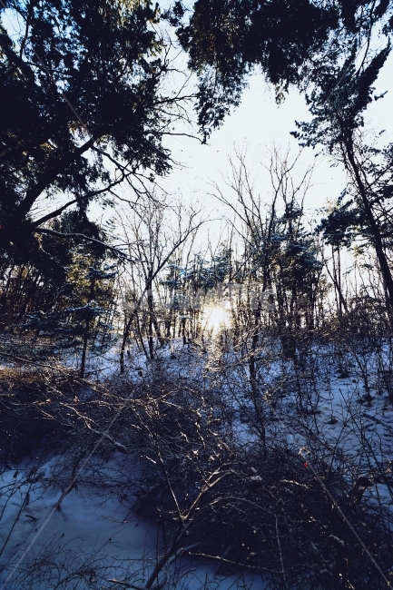 눈,겨울,나무,산속,겨울산,빛들어옴,겨울,계절,winter,season,자연,풍경,nature,landscape,plant,식물,tree,outdoors,옥외,vegetation,초목