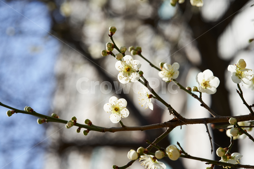 나무,매화,봄꽃,tree,flower,spring,봄,계절,spring,season,식물,자연,plants,nature,꽃,flower,plant