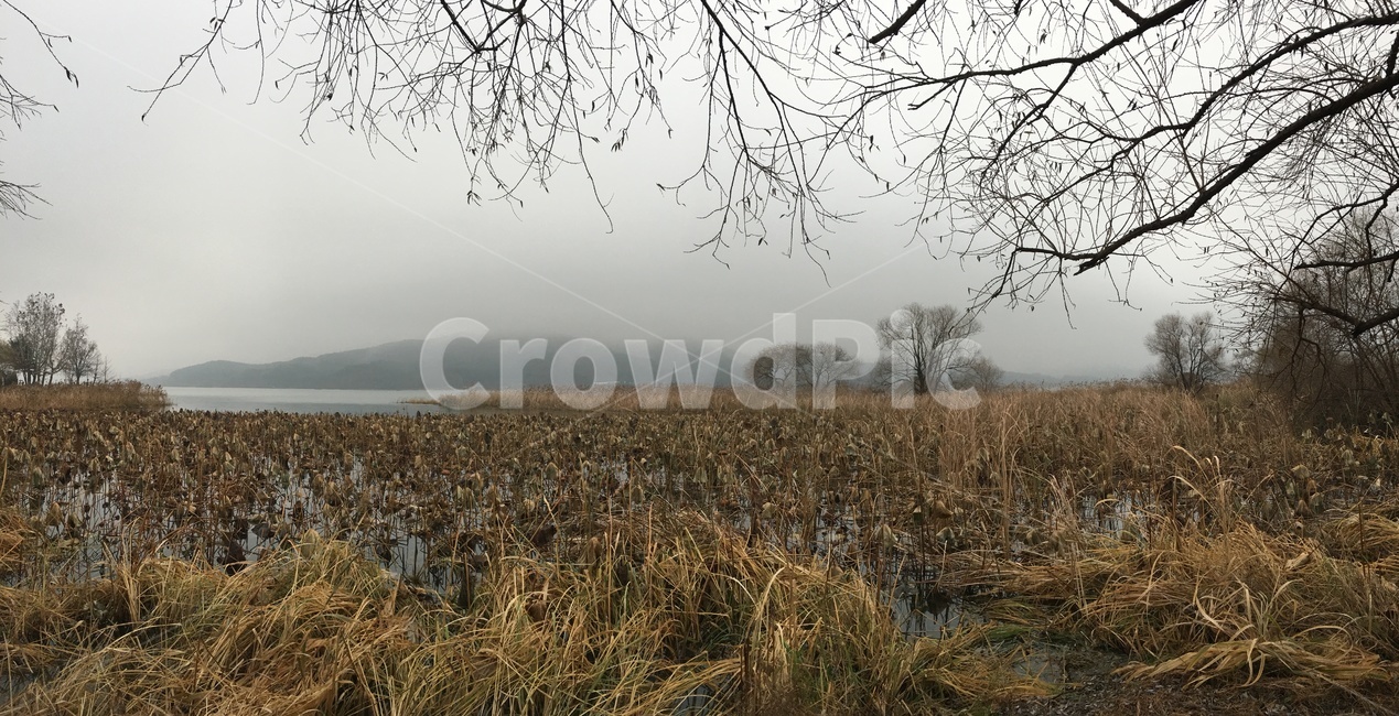 갈대,자연,강,가을,겨울,자연,풍경,nature,landscape