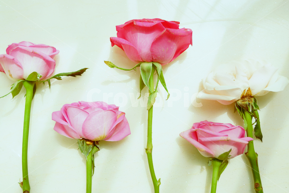 rose,장미,plant,식물,blossom,꽃,flower