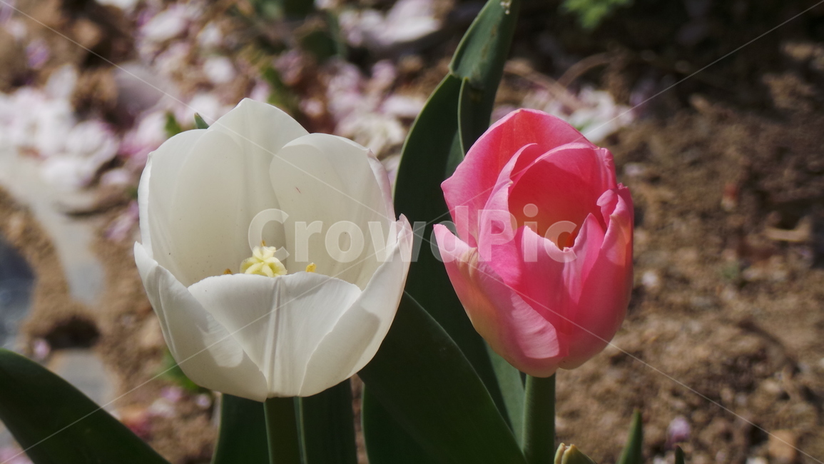 튤립,꽃,tulip,봄,플라워