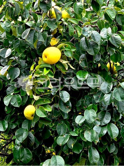 가을,열매,수확,모과,모과나무