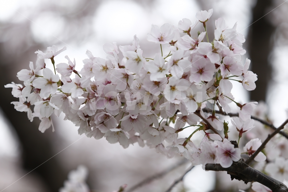 봄,4월,아름다움,벚꽃,활짝핌,봄,계절,spring,season,식물,자연,plants,nature,꽃,flower,plant,blossom