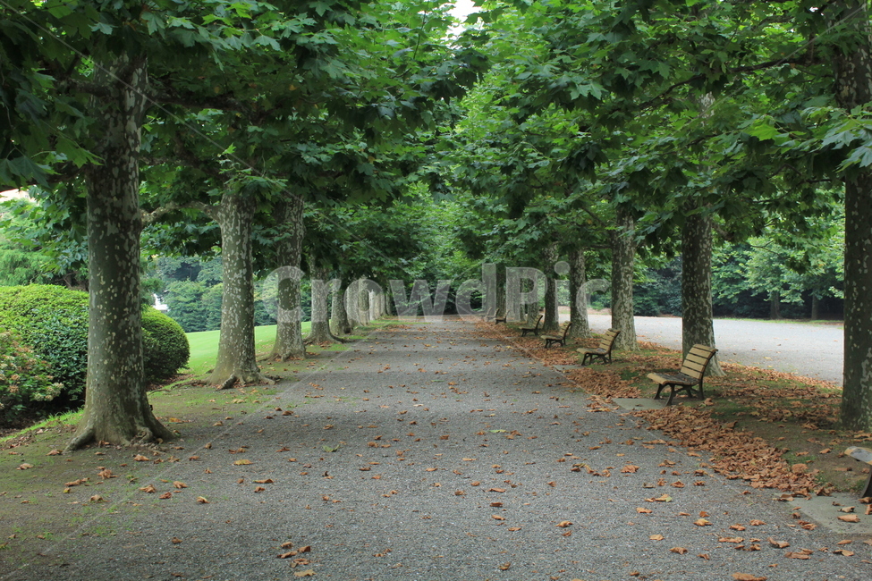 가로수,벤치,여름,평화,산책,한적,한산,길,낙엽,공원,자연,풍경,nature,landscape,한국자연풍경,한국자연경관,korea nature landscape,plant,식물,tree,나무,tree trunk,나무 줄기,bench,furniture,가구