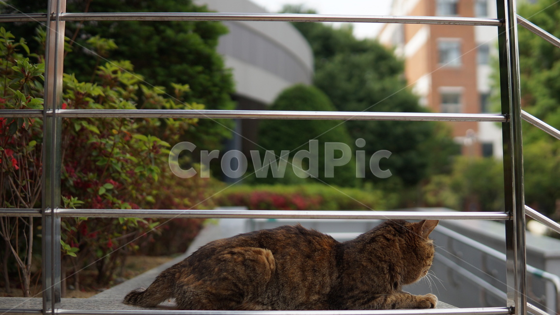 고양이,길고양이,길냥이,경북이,대구교대,대구교육대학교