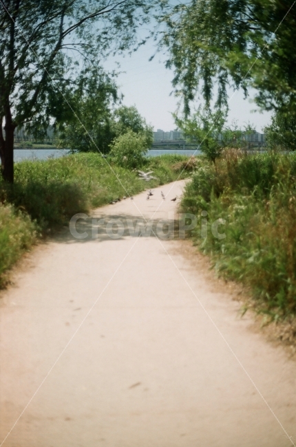 한강,자연,비둘기,새,공원,산책,필름사진,필름카메라,자연,풍경,nature,landscape,감성,sensible,feeling,path,통로,outdoors,옥외
