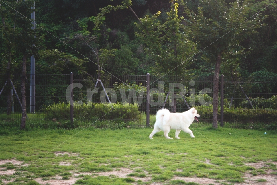동물,개,강아지,반려견,큰개,하얀개,공원,동물,animal,포유류,mammal,개,강아지,dog,doggy