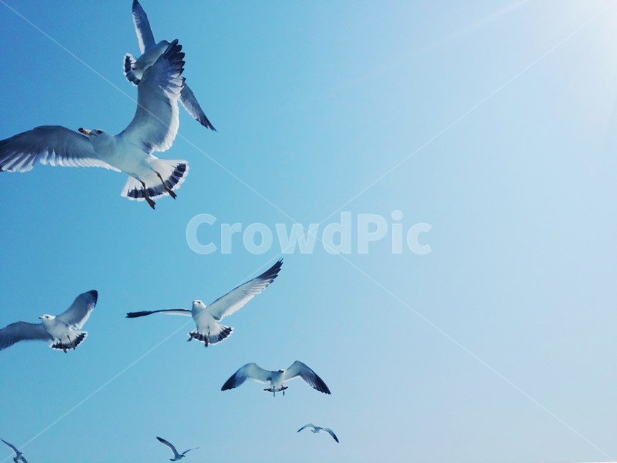 갈매기,isalnd,seagull,하늘,바다